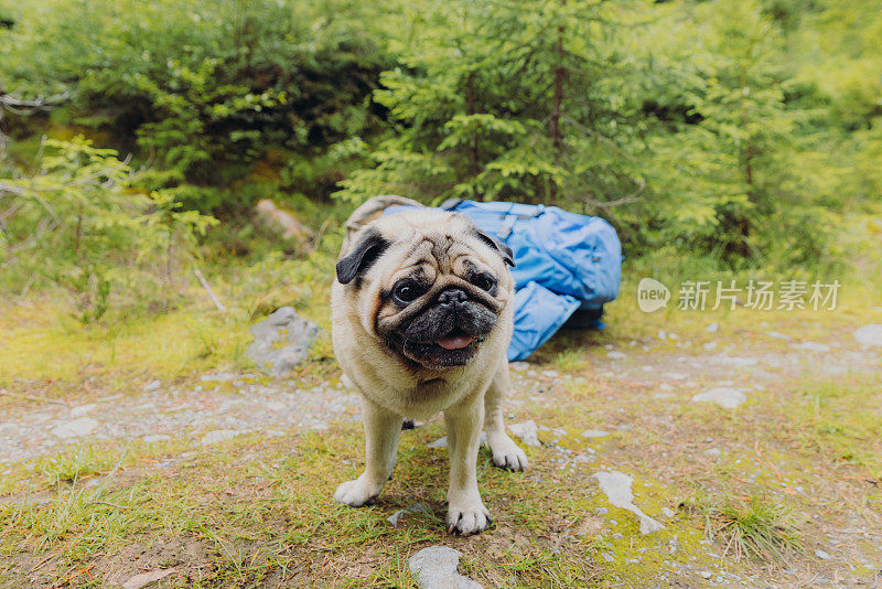 漂亮的狗狗背着背包在挪威的森林里徒步旅行