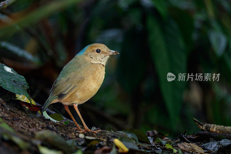 皮塔鸟:成年雄性蓝枕皮塔鸟(nipalensis)。