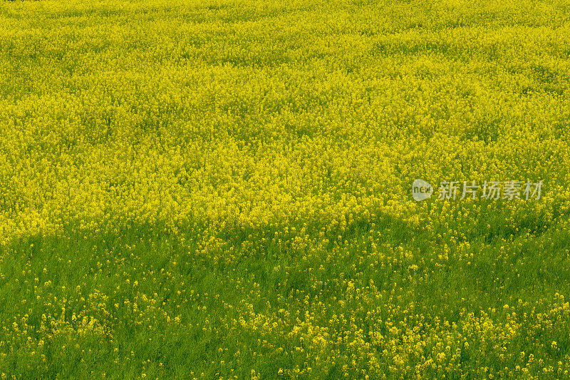 油菜花盛开在田野里