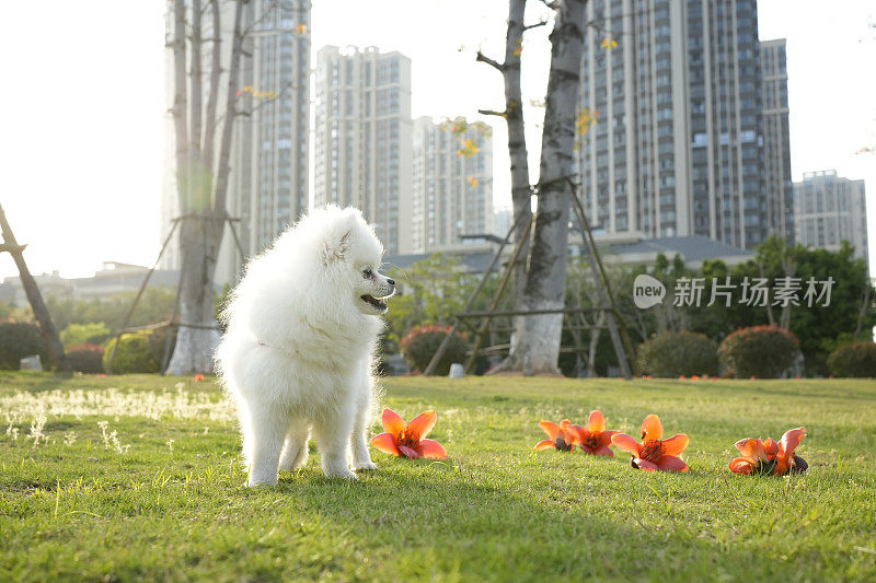 博美犬优雅地站着，吸引人们的注意