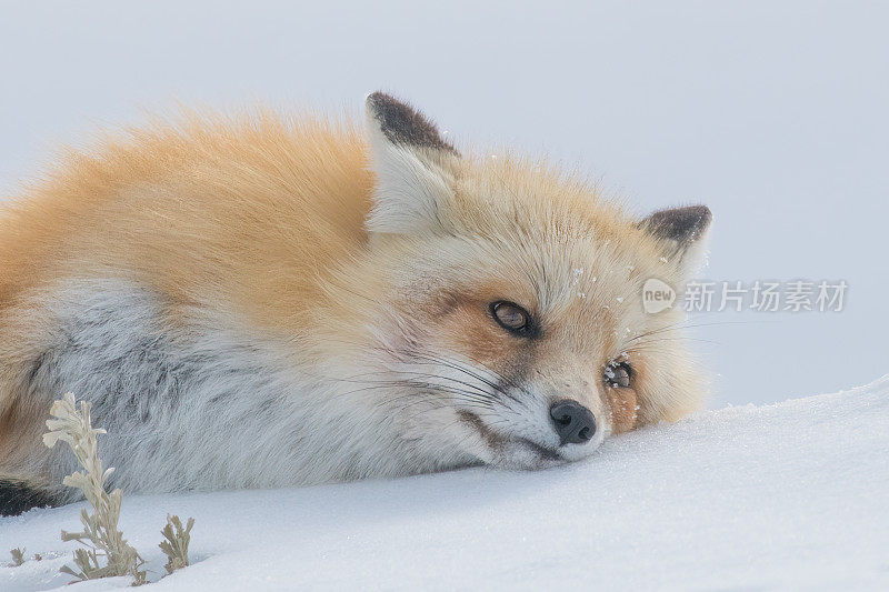 在黄石生态系统中，红狐在积雪覆盖的山顶上休息