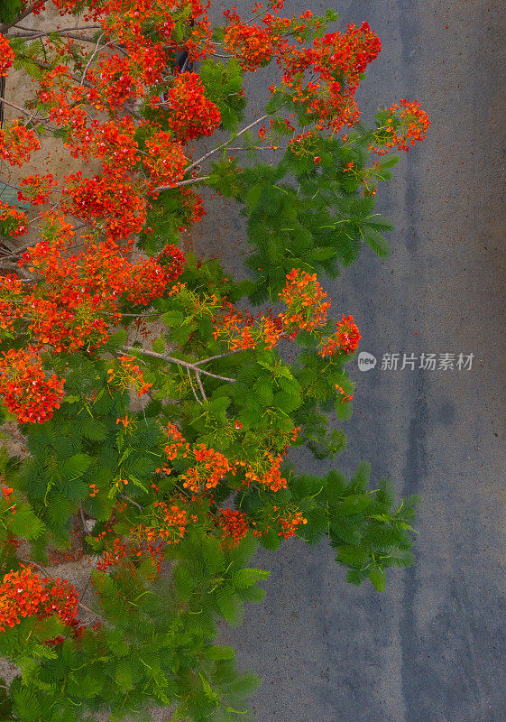 凤凰花盛开的季节，天江省，抽象航拍