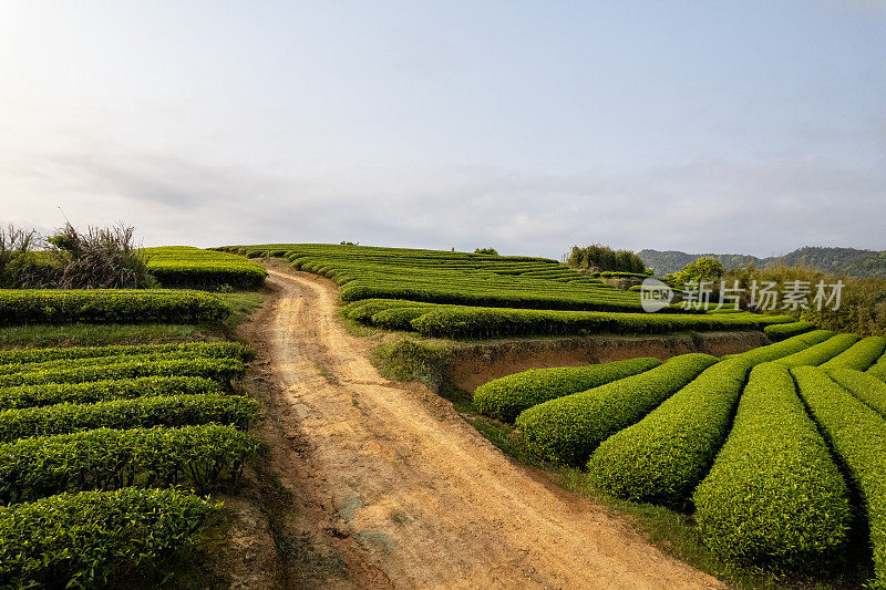 茶园的土路