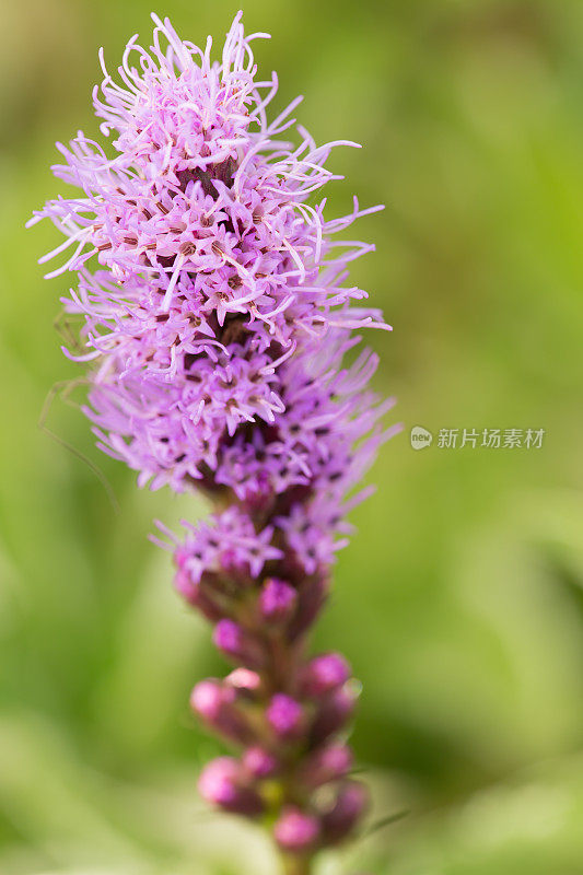 紫色Liatris