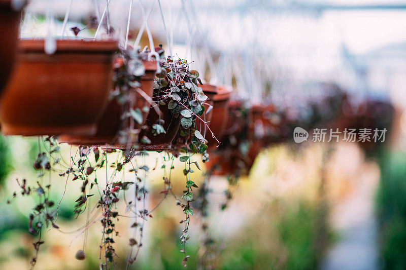 苗圃里的多肉植物