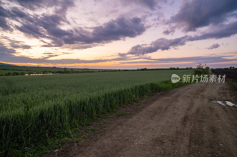 夕阳下通往麦田的路。