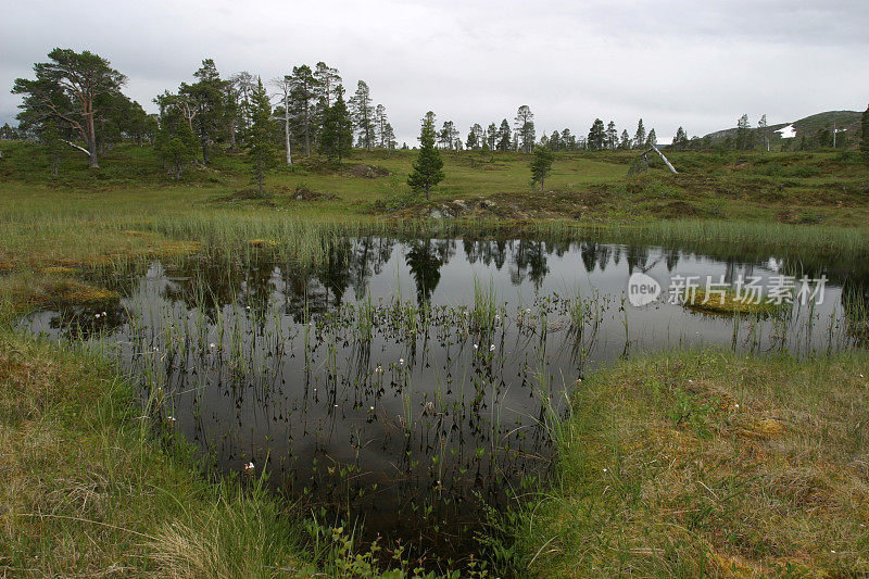 挪威斯堪的纳维亚湖森林荒野自然