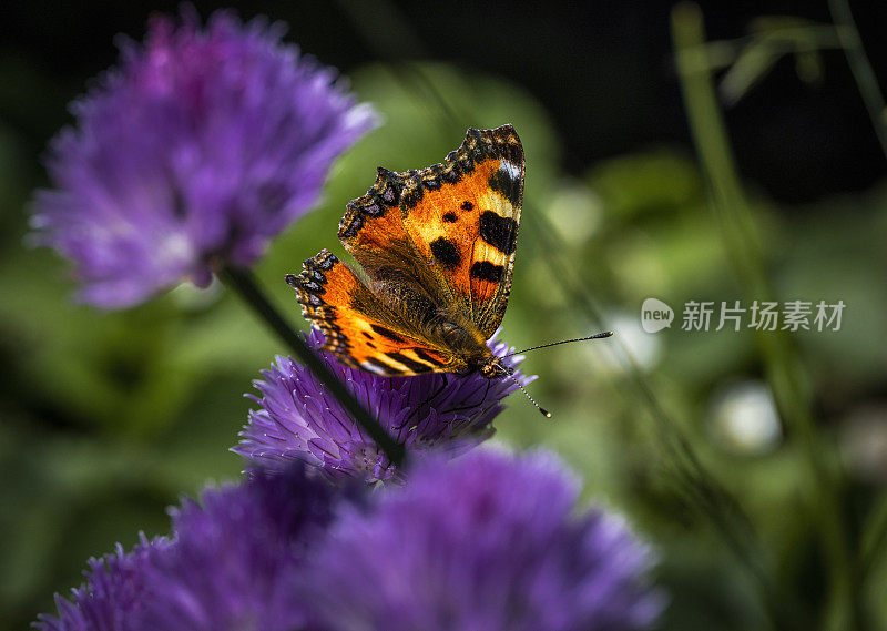 韭菜花上的玳瑁蝴蝶