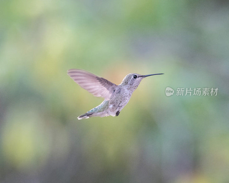 安娜的蜂鸟正在飞行