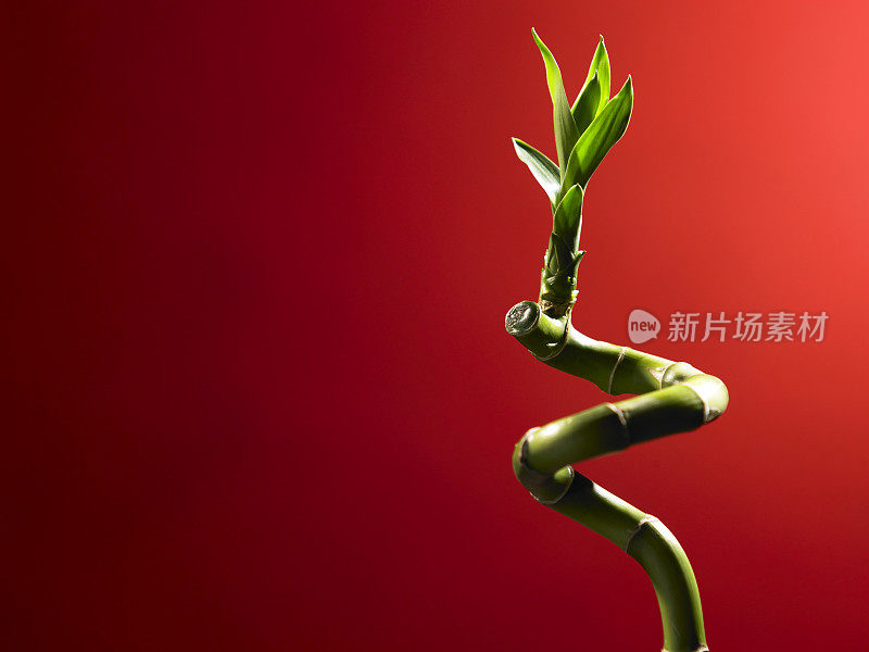中国风水装饰竹红色背景
