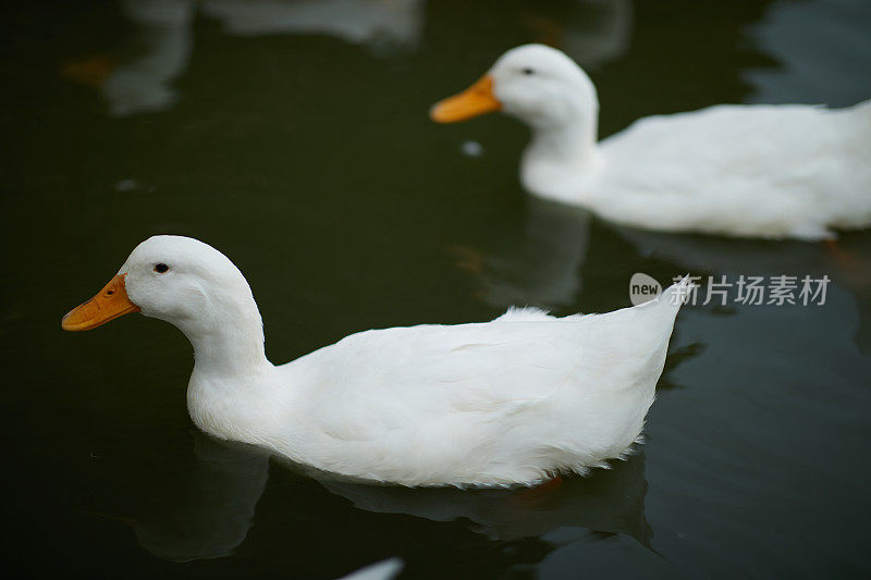 白鸭子在水里游泳