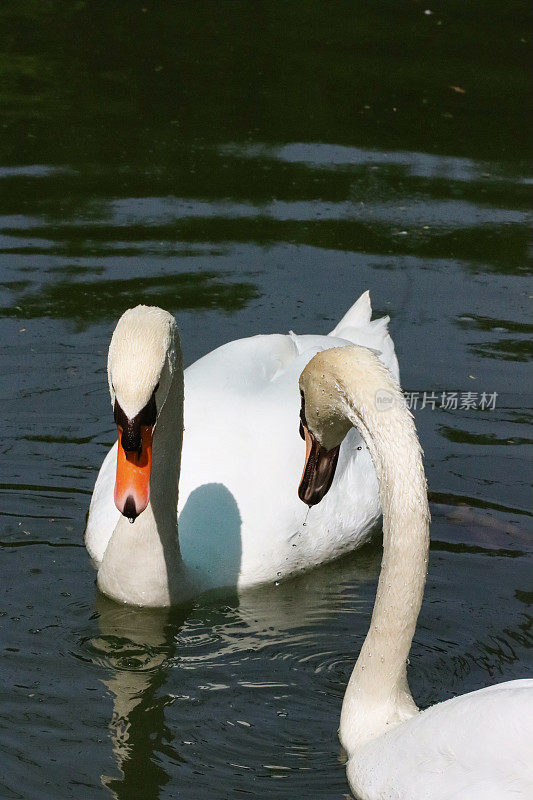 两只优雅的疣鼻天鹅(天鹅色)在湖面上游泳的特写图像，水从涉水后的嘴滴下，鸟反射在荡漾的水中，聚焦于前景