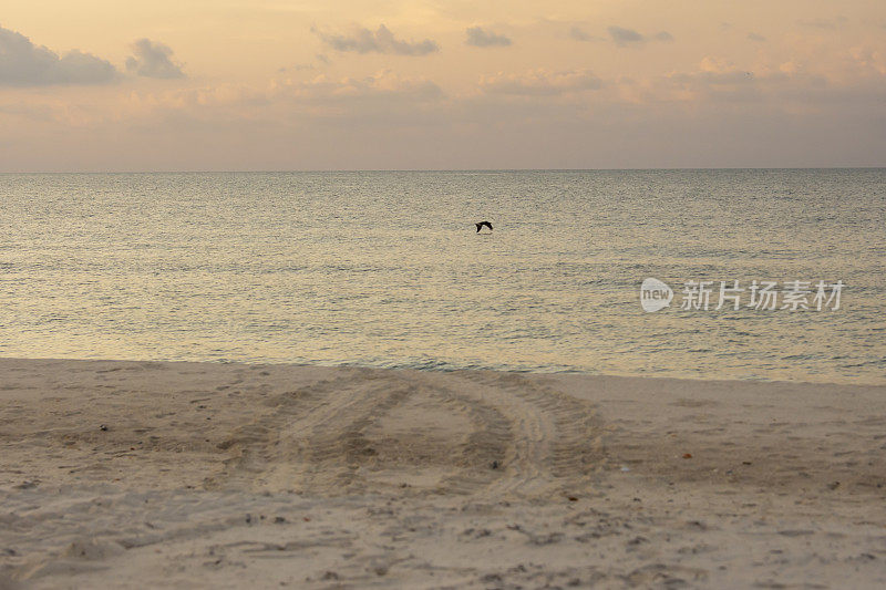 绿海龟的足迹在海滩上来回游动，黎明时分，一只鹈鹕在海面上飞翔