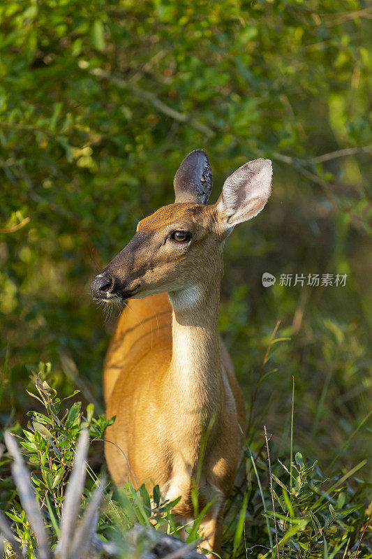 小牝鹿站在茂密的草木中转着头