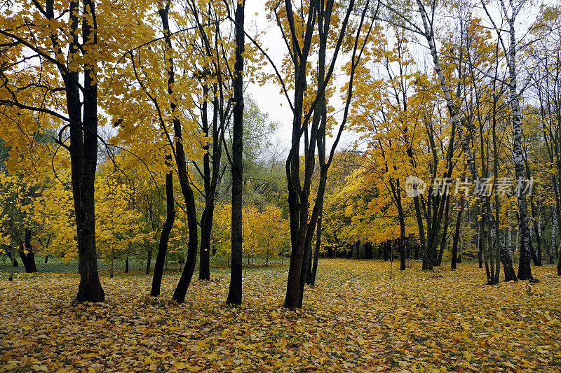 金色的秋天。十月。公园里的树木穿着秋天的服装。真是糟糕的一天。