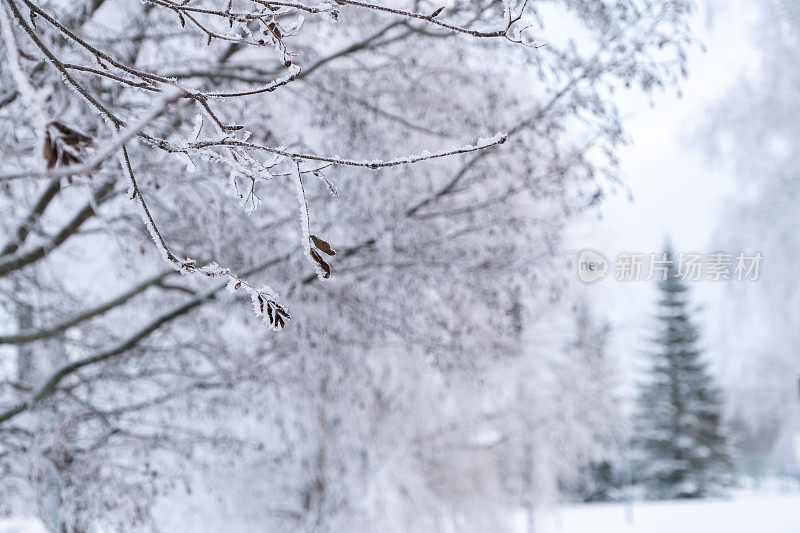 冬天的风景。冰雪覆盖的树木，城市公园里的雪堆。