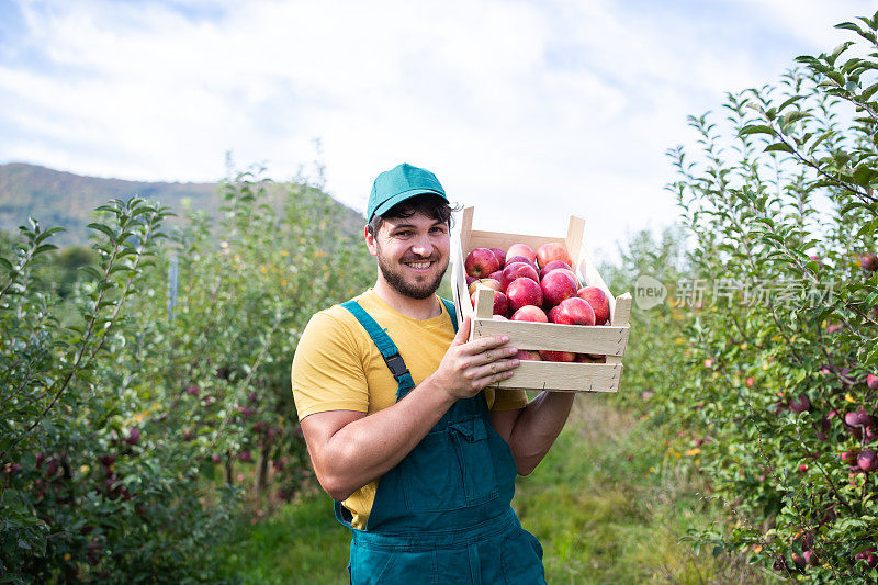 中年农民在果园里摘苹果的肖像。