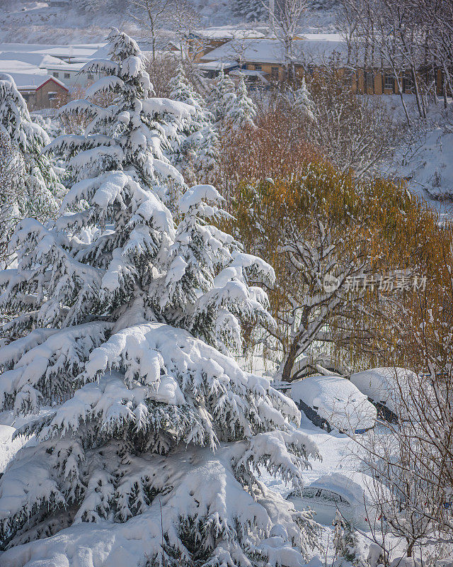 纯白色的背景上，杉树树枝上覆盖着厚厚的积雪