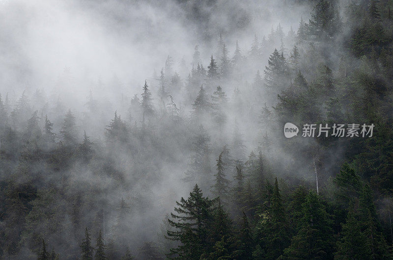 雾蒙蒙的热带雨林温哥华岛