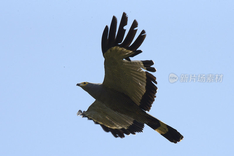 非洲Harrier-Hawk