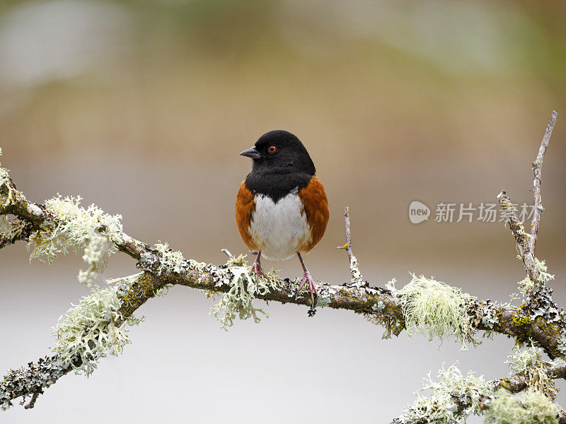 斑点Towhee俄勒冈野鸟栖息与软背景