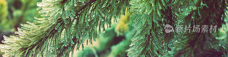 冻雨过后，松枝上结满了冰。自然冬季背景。冬天的本性。圣诞节背景与渐变色。水平的旗帜