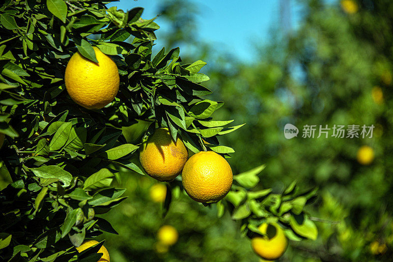 模糊的背景-橙色的水果