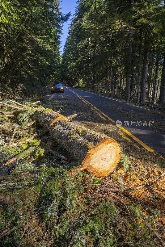 倒下的树块公路俄勒冈州。