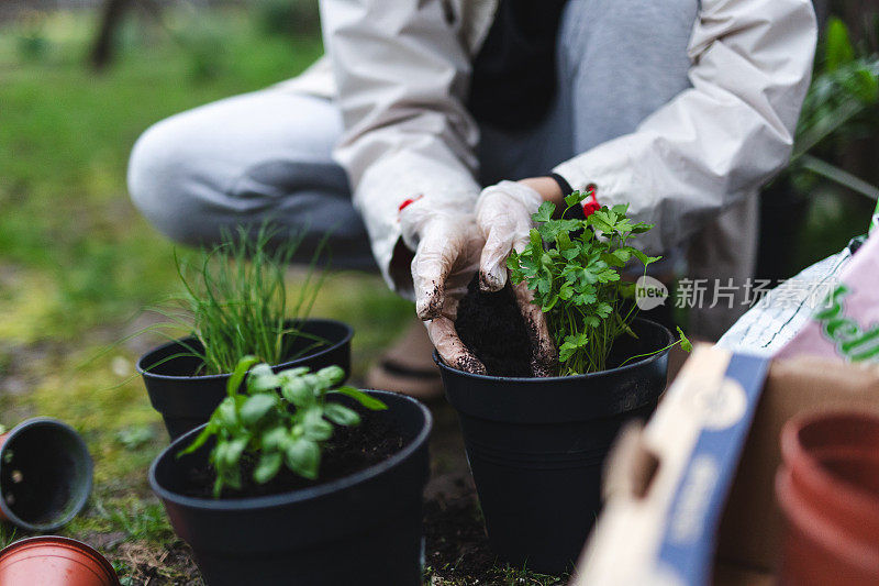 种植草药:一个无法辨认的女人在家里种植的手，特写