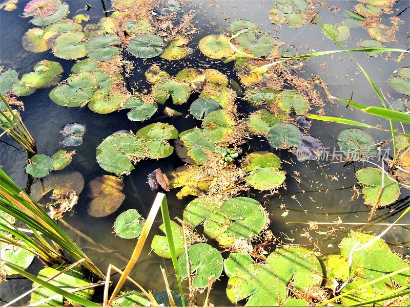 日本。11月。池塘里有睡莲。莫奈。