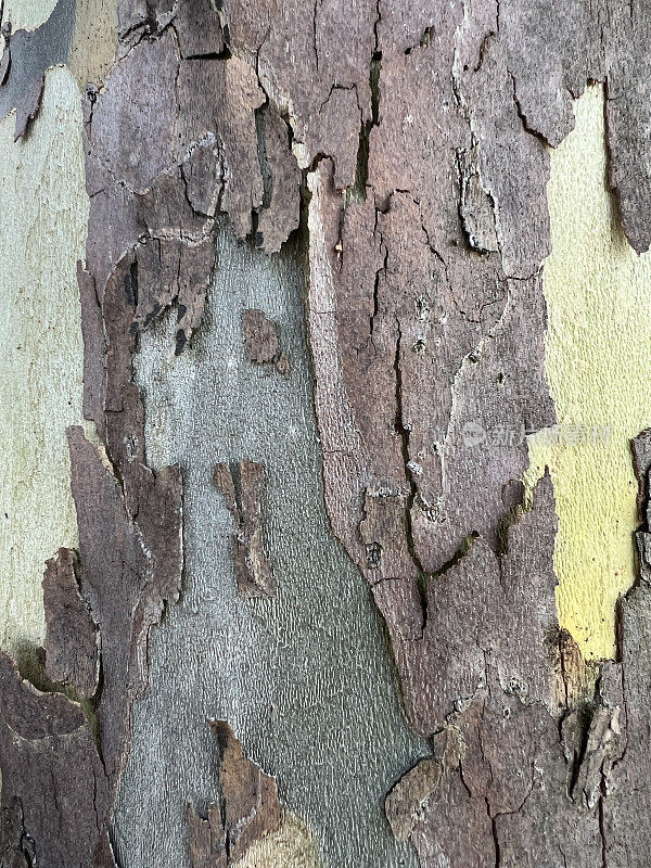 桉树树皮特写