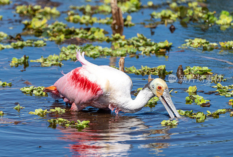 美国佛罗里达州中部奥兰多湿地公园里的雄性粉红玫瑰琵鹭