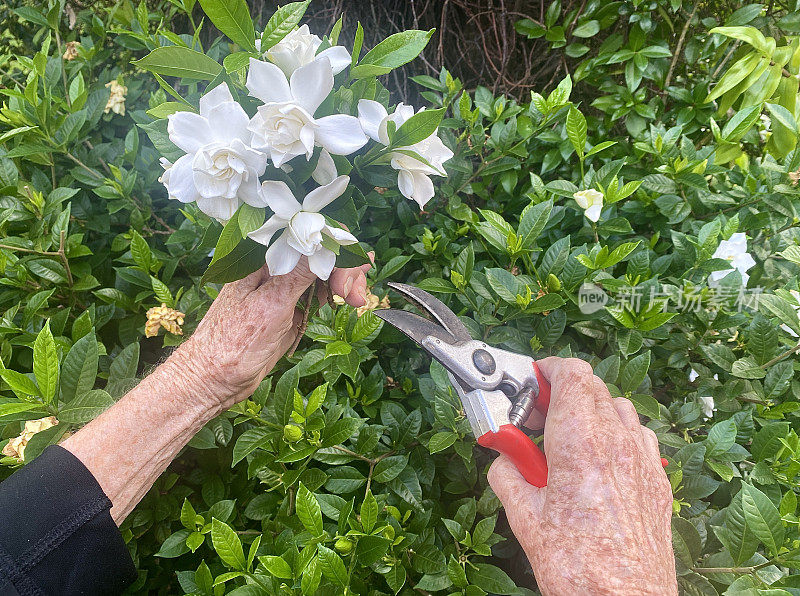 新鲜采摘的栀子花花园花