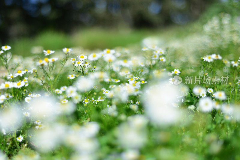 菊花菊花(洋甘菊)花