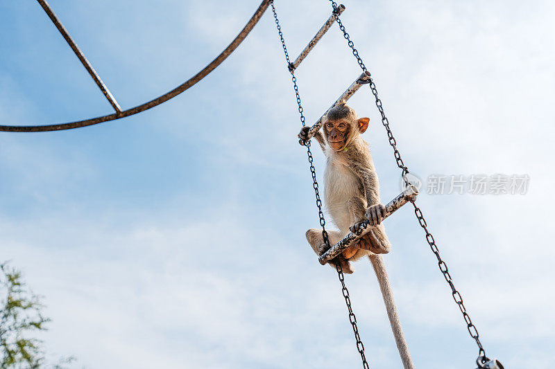 一只猴子挂在泰国华富里的猴架上