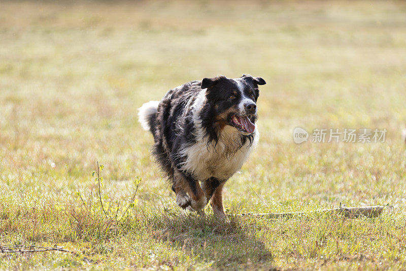 澳大利亚牧羊犬在阳光明媚的日子里奔跑在草地上