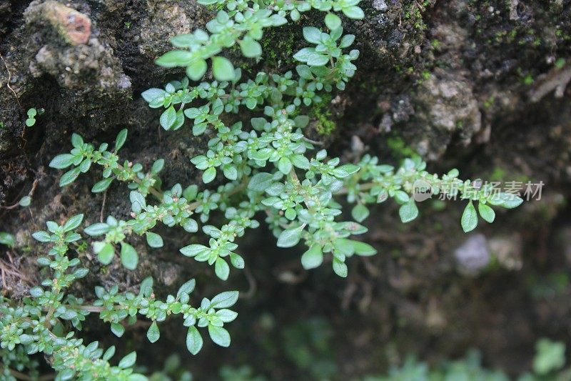 蕨类植物或苔藓