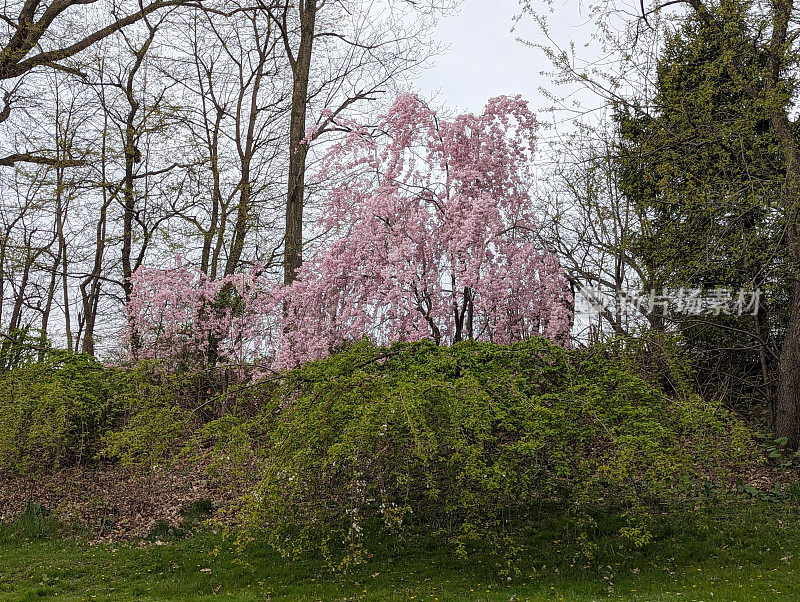樱花树在一个季节以上的一个季节