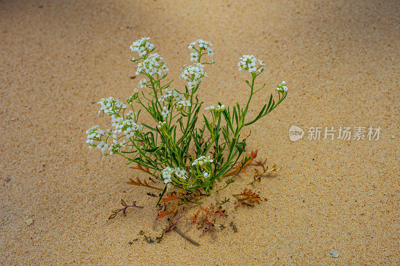 山胡椒，琼斯胡椒草，山胡椒草变种;大楼梯-埃斯卡兰特国家纪念碑，犹他州