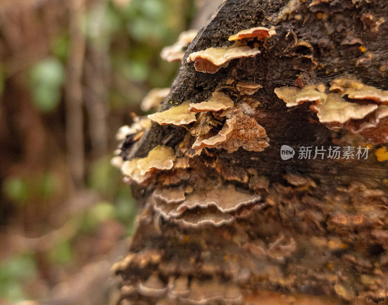 森林的低语:古老树皮上支架真菌的亲密一瞥