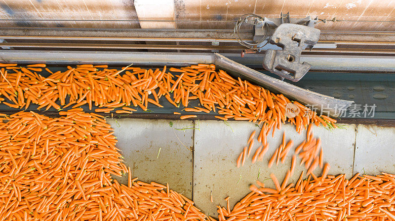 胡萝卜在传送带上。工厂胡萝卜生产线。