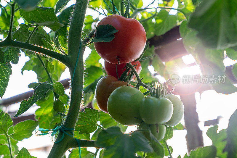 蔬菜园植物枝条上的番茄