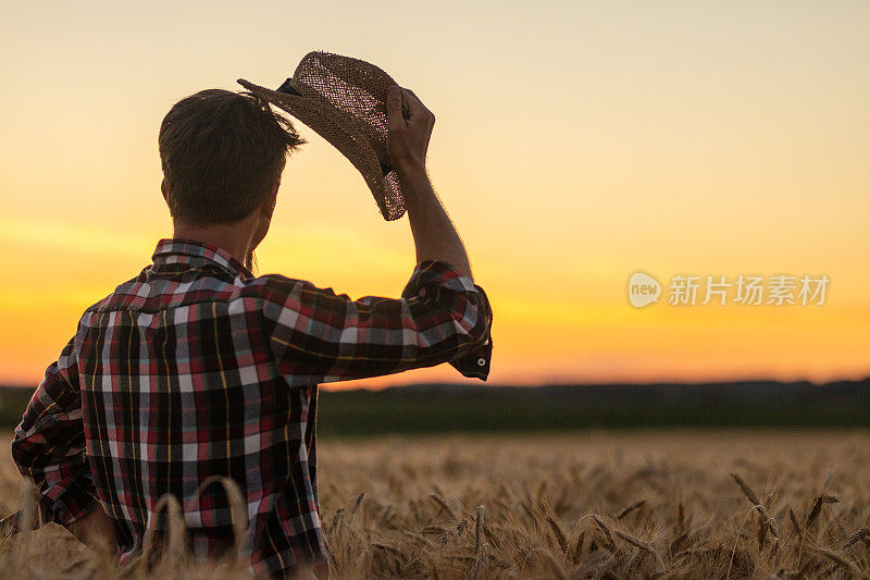 戴着帽子的男人后视图，欣赏麦田