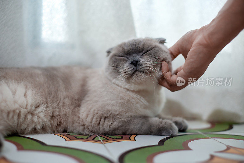 一只灰色的皱褶猫躺在落地窗前，享受着宠物主人的爱抚