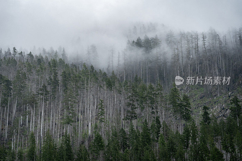 温哥华岛的雾雨林