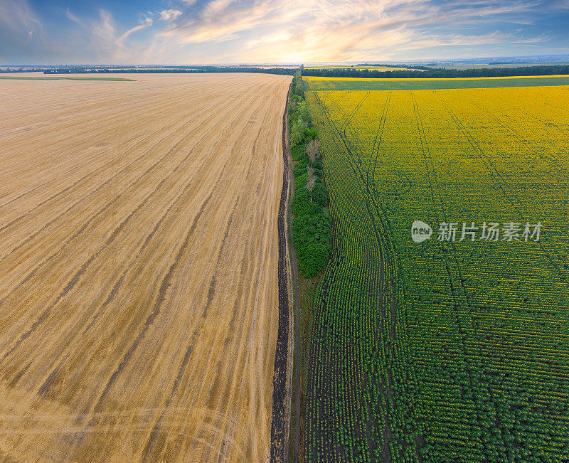 成熟的小麦和向日葵的田地在日落时分分得很贵