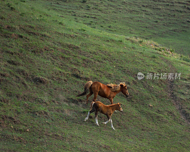 马在中国河北省北部的山区草原上吃草