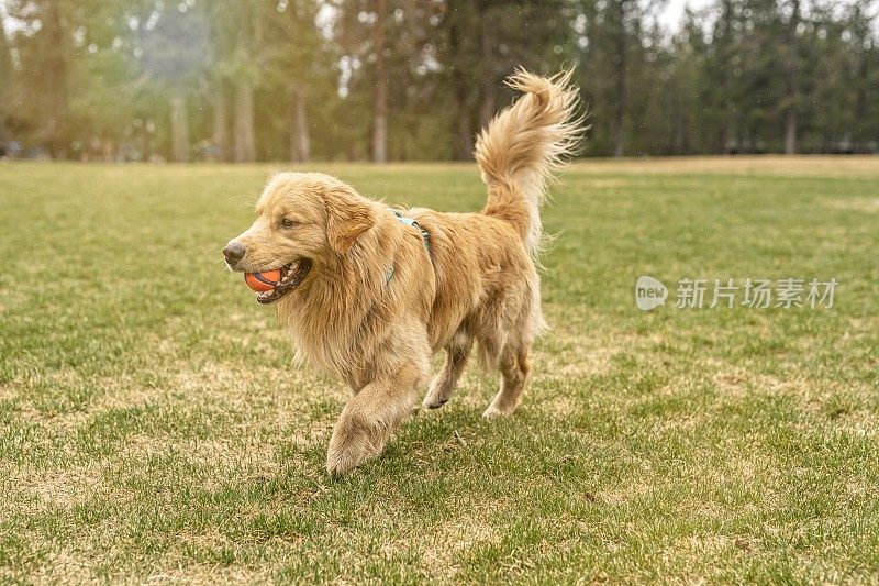 训练有素的金毛寻回犬，嘴里叼着球玩接东西