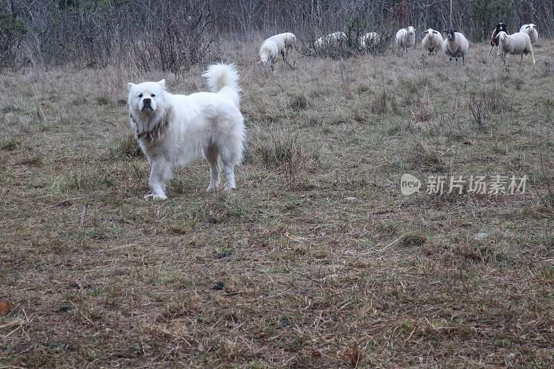 白色牧羊犬放牧羊群