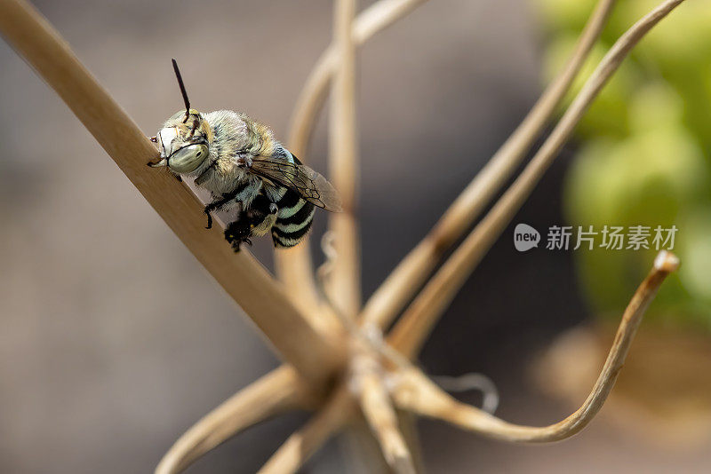 蓝带蜜蜂(Amegilla)